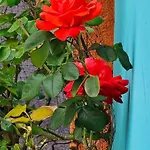 Apartman Mexicana Pink Zára