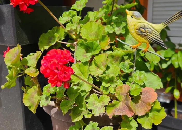Mexicana Pink