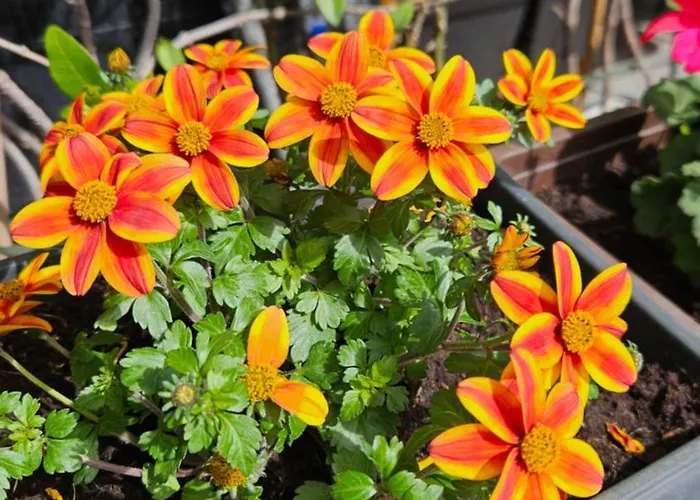 Mexicana Pink Lägenhet *