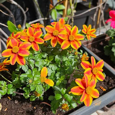 Mexicana Pink Appartement *