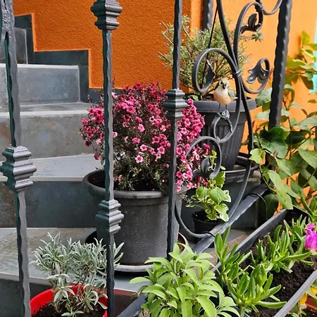 Apartamento Mexicana Pink Zadar