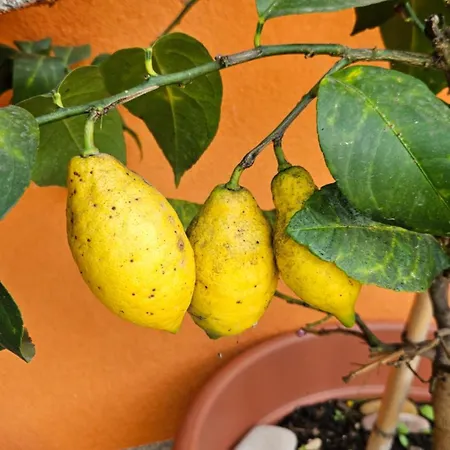 Mexicana Pink Appartamento