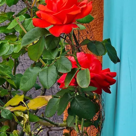 Apartamento Mexicana Pink Zadar