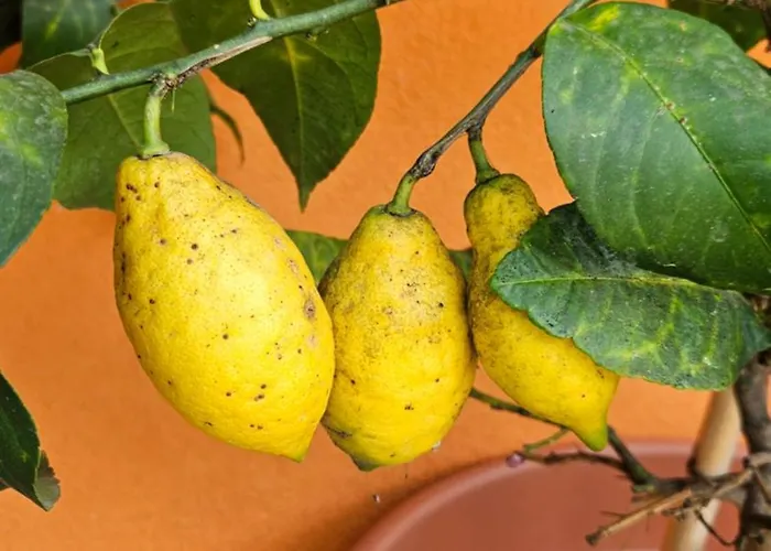 Mexicana Pink Apartment