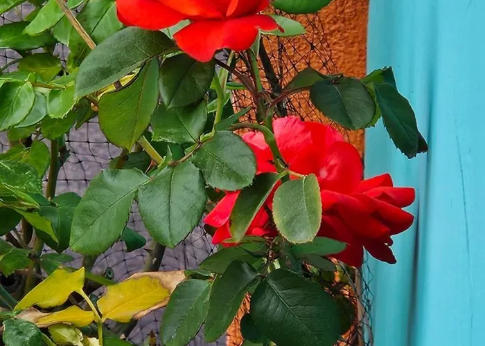 公寓 Mexicana Pink 扎达尔